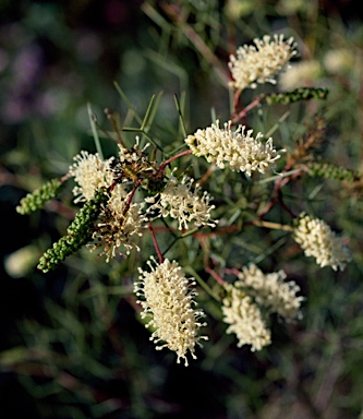 APII jpeg image of Grevillea minutiflora  © contact APII