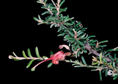 APII jpeg image of Grevillea muricata  © contact APII