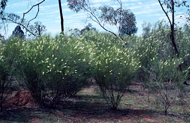 APII jpeg image of Grevillea obliquistigma  © contact APII