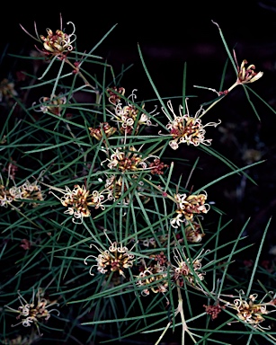 APII jpeg image of Grevillea wiradjuri  © contact APII