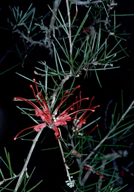 APII jpeg image of Grevillea phillipsiana  © contact APII