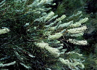 APII jpeg image of Grevillea pterosperma  © contact APII