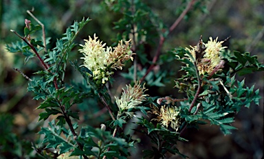 APII jpeg image of Grevillea pulchella subsp. pulchella  © contact APII