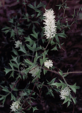 APII jpeg image of Grevillea pulchella  © contact APII