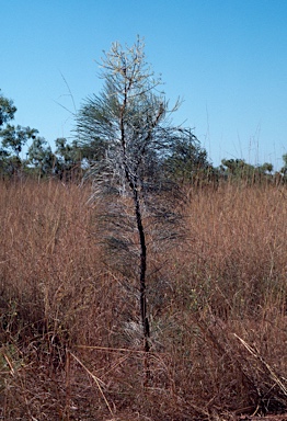 APII jpeg image of Grevillea pyramidalis subsp. leucadendron  © contact APII