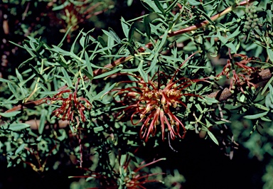 APII jpeg image of Grevillea ripicola  © contact APII