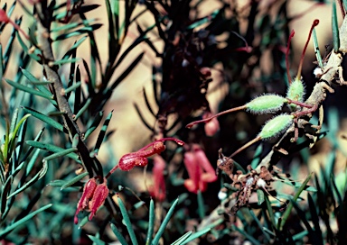 APII jpeg image of Grevillea rosieri  © contact APII