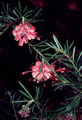 APII jpeg image of Grevillea rosmarinifolia  © contact APII