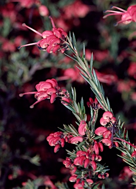 APII jpeg image of Grevillea rosmarinifolia 'Nana'  © contact APII