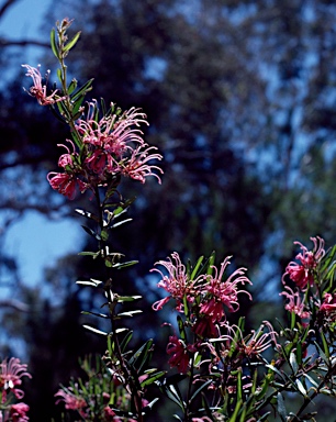 APII jpeg image of Grevillea sericea  © contact APII