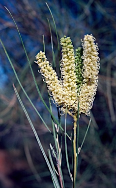 APII jpeg image of Grevillea stenobotrya  © contact APII