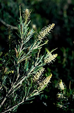 APII jpeg image of Grevillea trachytheca  © contact APII