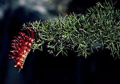 APII jpeg image of Grevillea treueriana  © contact APII