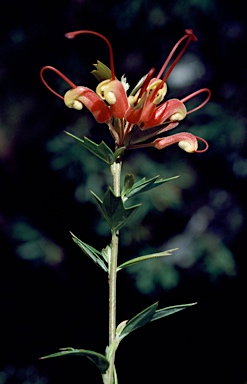 APII jpeg image of Grevillea tripartita subsp. macrostylis  © contact APII