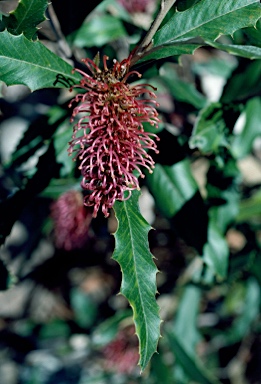 APII jpeg image of Grevillea wilkinsonii  © contact APII