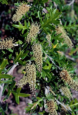 APII jpeg image of Grevillea willisii  © contact APII