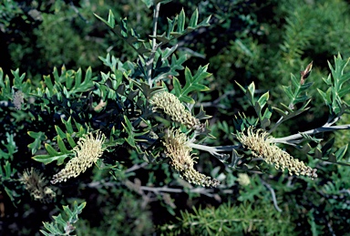 APII jpeg image of Grevillea willisii  © contact APII