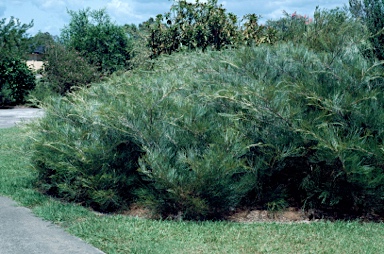 APII jpeg image of Grevillea 'Golden Lyre'  © contact APII