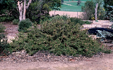 APII jpeg image of Grevillea 'Pink Lady'  © contact APII