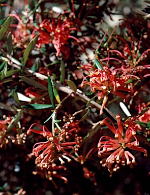 APII jpeg image of Grevillea 'Poorinda Julie'  © contact APII