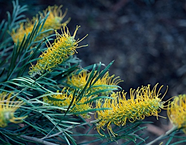 APII jpeg image of Grevillea 'Sandra Gordon'  © contact APII