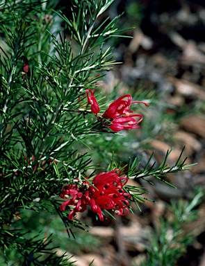 APII jpeg image of Grevillea 'Scarlet Sprite'  © contact APII