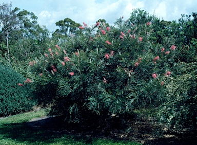 APII jpeg image of Grevillea 'Sylvia'  © contact APII