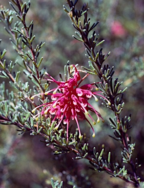 APII jpeg image of Grevillea 'Walkaway'  © contact APII