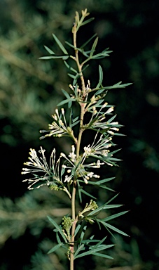 APII jpeg image of Grevillea 'White Wings'  © contact APII