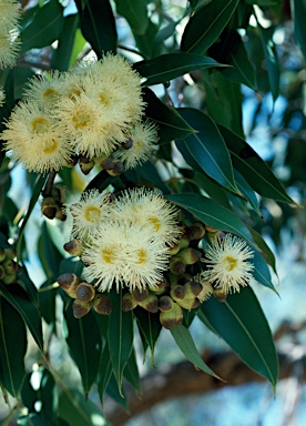 APII jpeg image of Corymbia abergiana  © contact APII