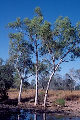 APII jpeg image of Corymbia aparrerinja  © contact APII