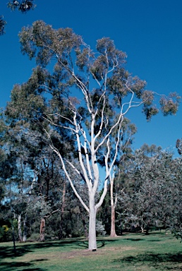 APII jpeg image of Corymbia citriodora  © contact APII