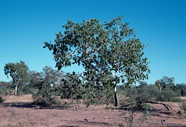 APII jpeg image of Corymbia confertiflora  © contact APII