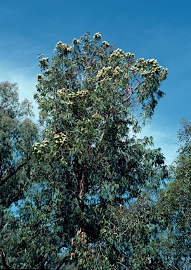 APII jpeg image of Corymbia eximia  © contact APII