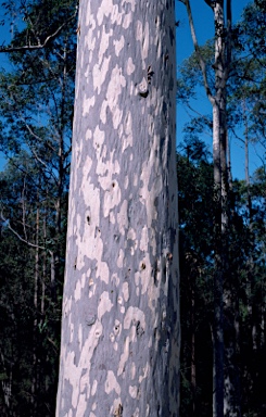 APII jpeg image of Corymbia maculata  © contact APII