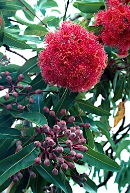 APII jpeg image of Corymbia ptychocarpa  © contact APII