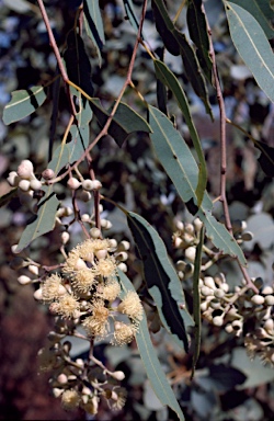 APII jpeg image of Corymbia terminalis x dichromophloia  © contact APII