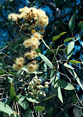 APII jpeg image of Corymbia terminalis  © contact APII