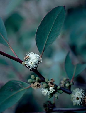 APII jpeg image of Eucalyptus baxteri  © contact APII