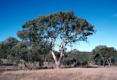 APII jpeg image of Eucalyptus blakelyi  © contact APII