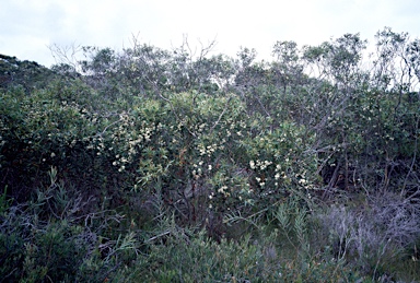 APII jpeg image of Eucalyptus burgessiana  © contact APII