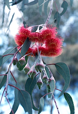 APII jpeg image of Eucalyptus caesia  © contact APII