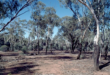 APII jpeg image of Eucalyptus cambageana  © contact APII