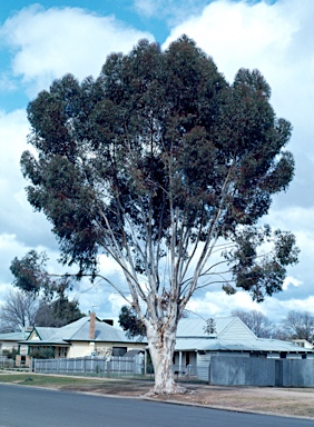 APII jpeg image of Eucalyptus cladocalyx  © contact APII