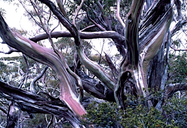 APII jpeg image of Eucalyptus coccifera  © contact APII