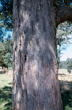 APII jpeg image of Eucalyptus croajingolensis  © contact APII