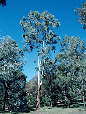 APII jpeg image of Eucalyptus dunnii  © contact APII