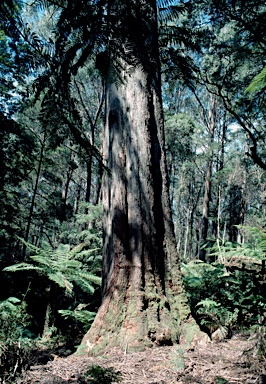 APII jpeg image of Eucalyptus fastigata  © contact APII