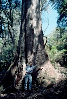 APII jpeg image of Eucalyptus fastigata  © contact APII