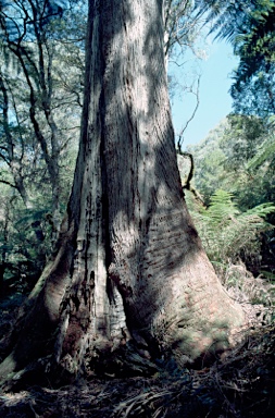 APII jpeg image of Eucalyptus fastigata  © contact APII